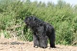 BOUVIER DES FLANDRES 365